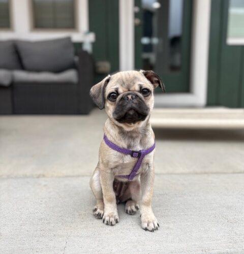 Muffie, Adoptable, Puppy Female Pug.