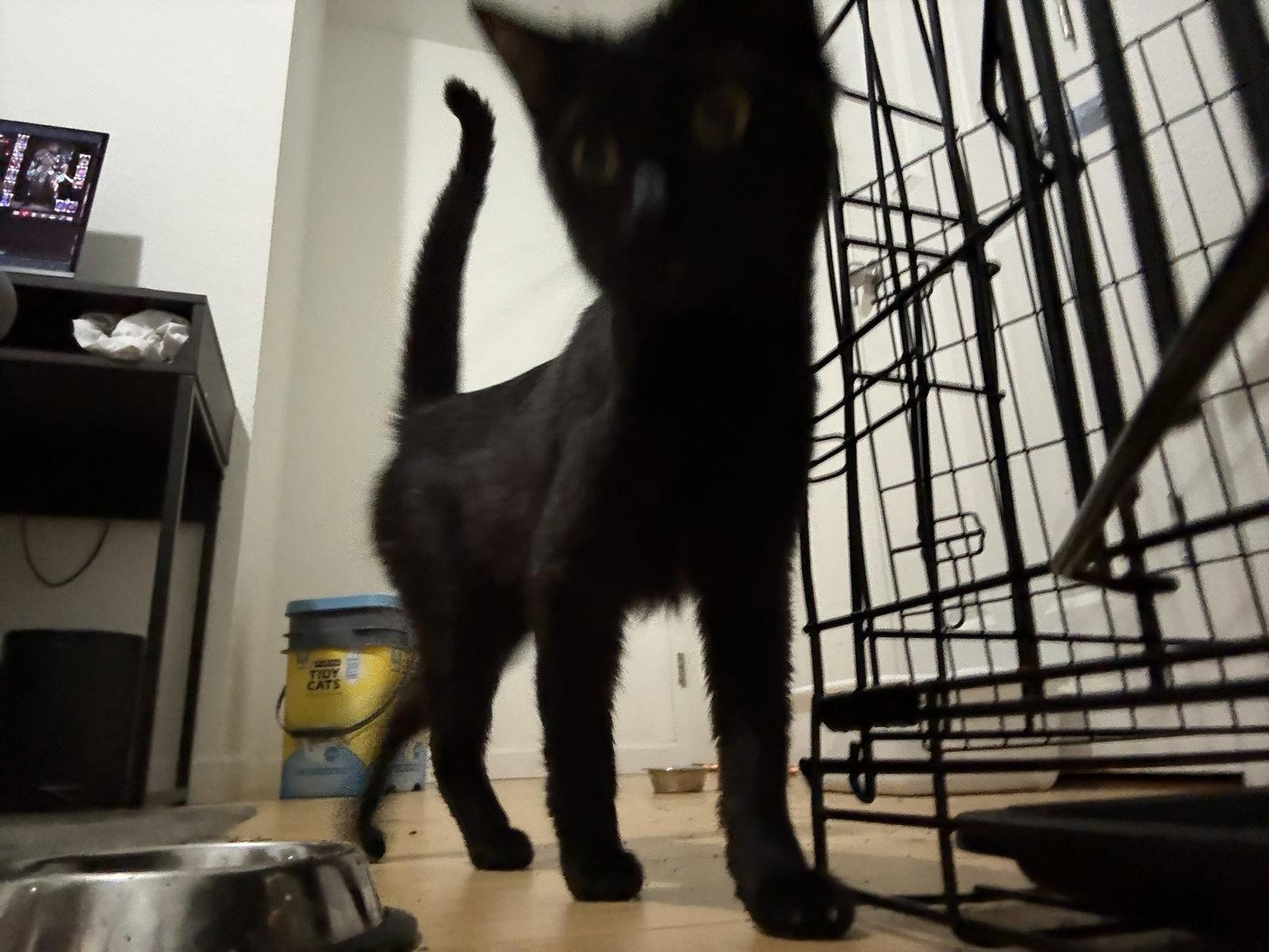 Enlarge Fayre, a Adoptable Domestic Short Hair in Blairsville, GA image 1/3