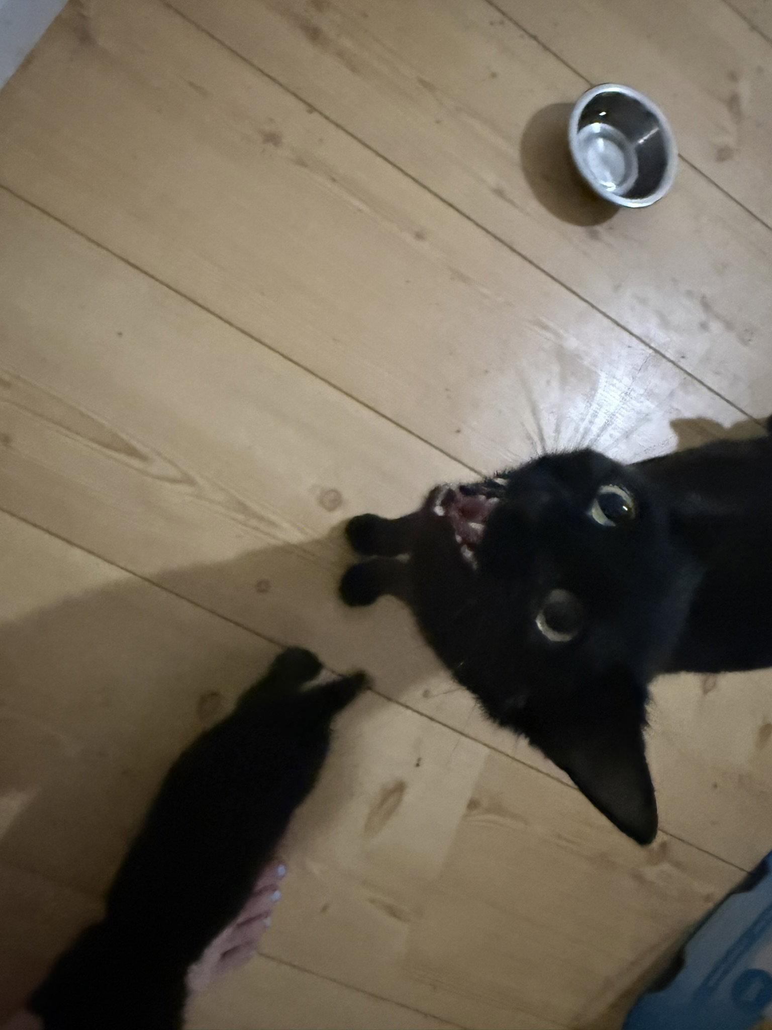 Enlarge Fayre, a Adoptable Domestic Short Hair in Blairsville, GA image 3/3