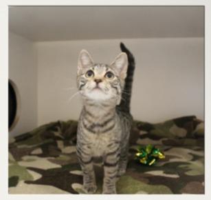 Fritter, Adoptable, Kitten Female Domestic Short Hair.