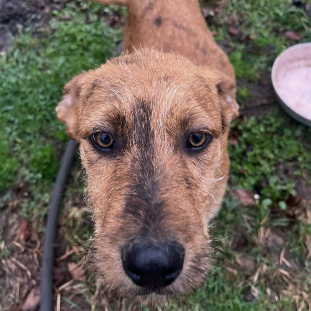 Bearded Dragon thumbnail 2