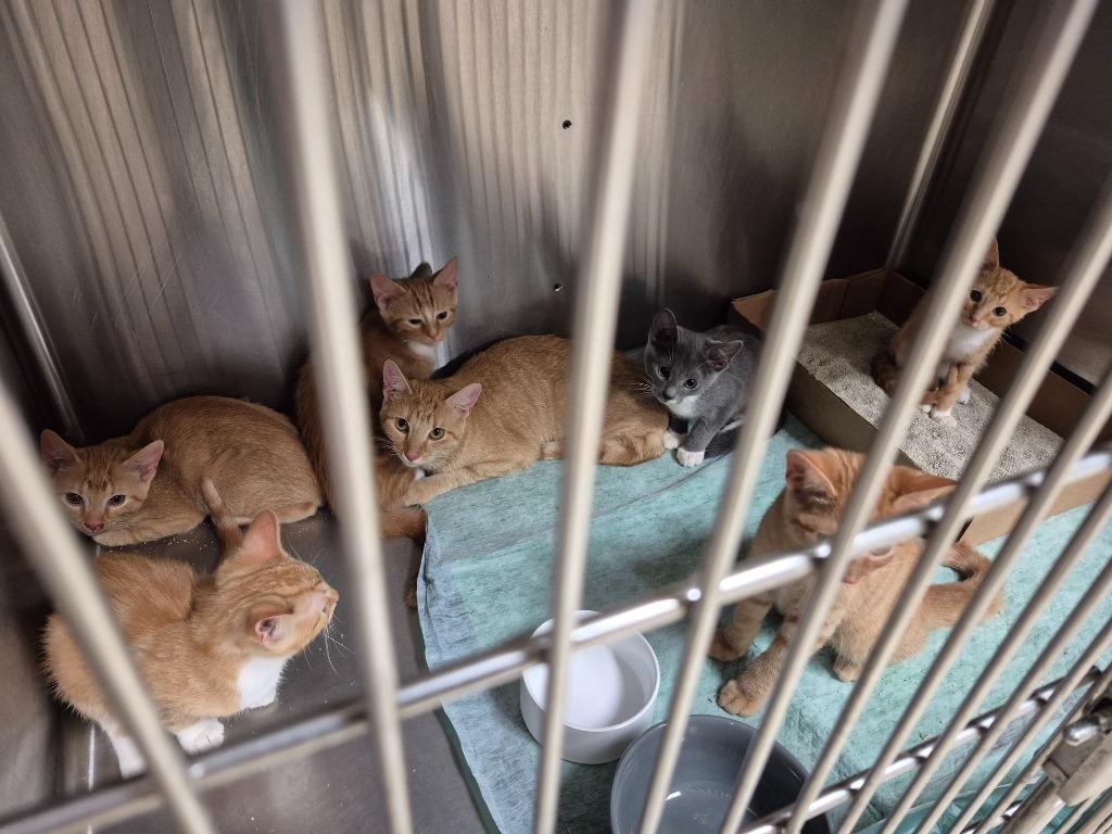 Beryl, Adoptable, Kitten Male Domestic Short Hair.
