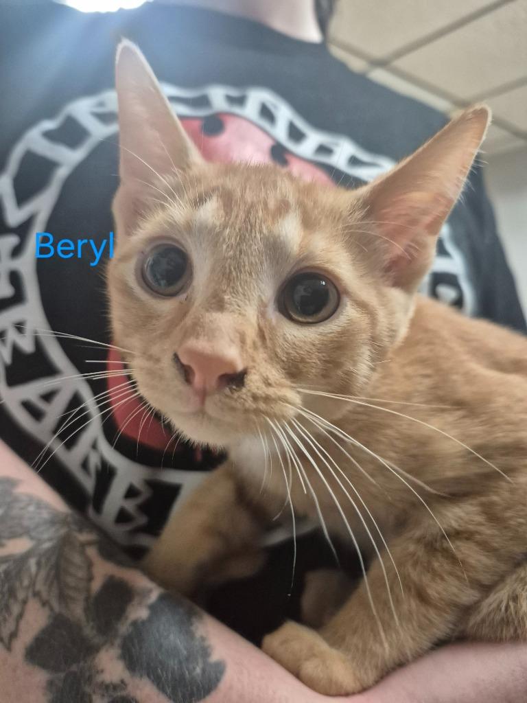 Beryl, a Adoptable mixed breed in Cincinnati, OH image 2/2