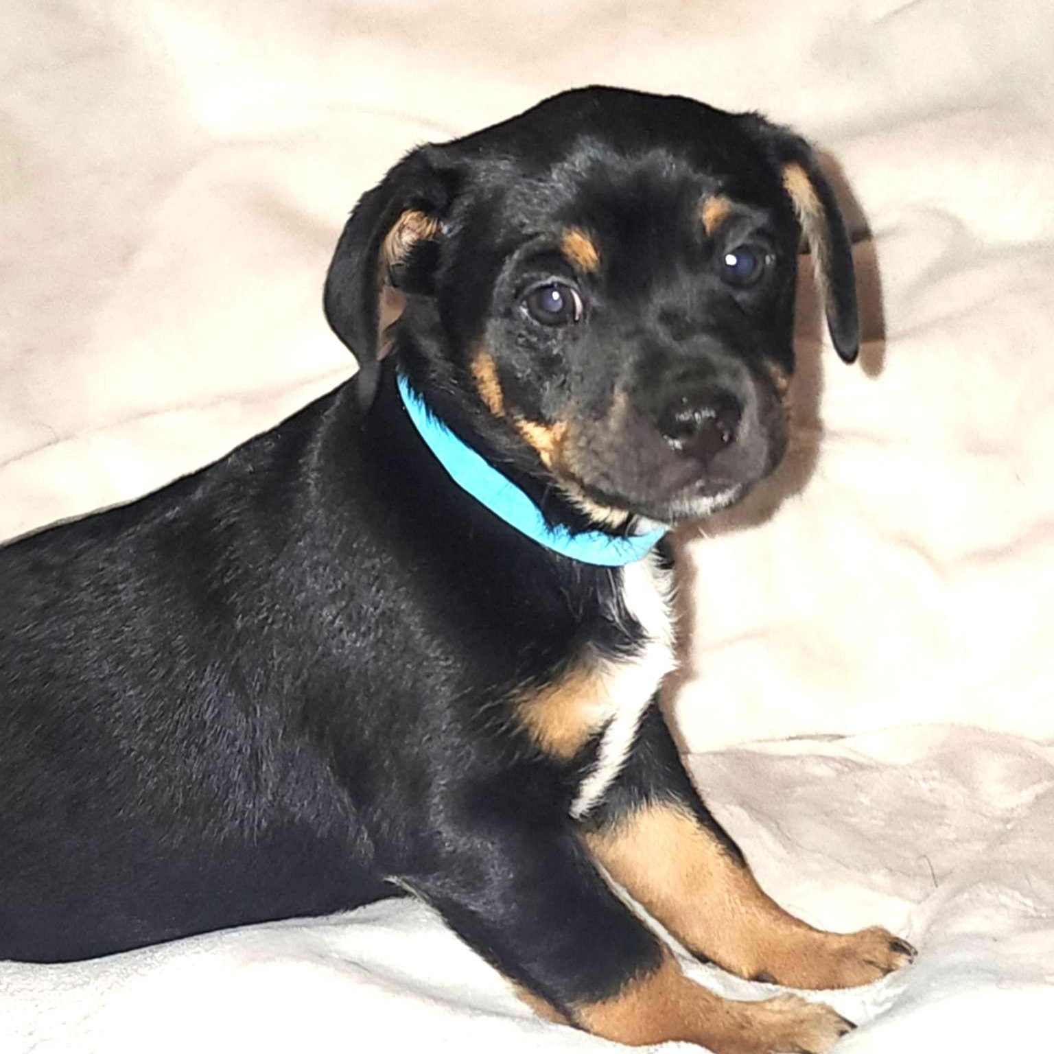 Meadow, Adoptable, Puppy Female Dachshund.