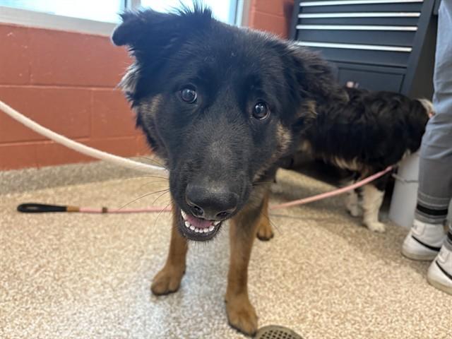 TULA, Adoptable, Young Female Australian Shepherd & Mixed Breed.