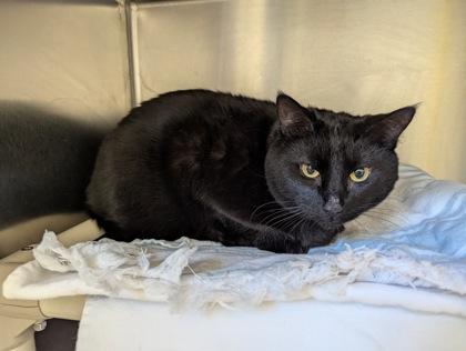 Nena - Available in Foster, Adoptable, Adult Female Domestic Short Hair & Domestic Short Hair.