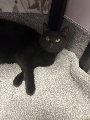 Enlarge Nena - Available in Foster, a Adoptable mixed breed in Madison, NJ image 2/3