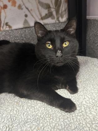 Enlarge Nena - Available in Foster, a Adoptable mixed breed in Madison, NJ image 3/3