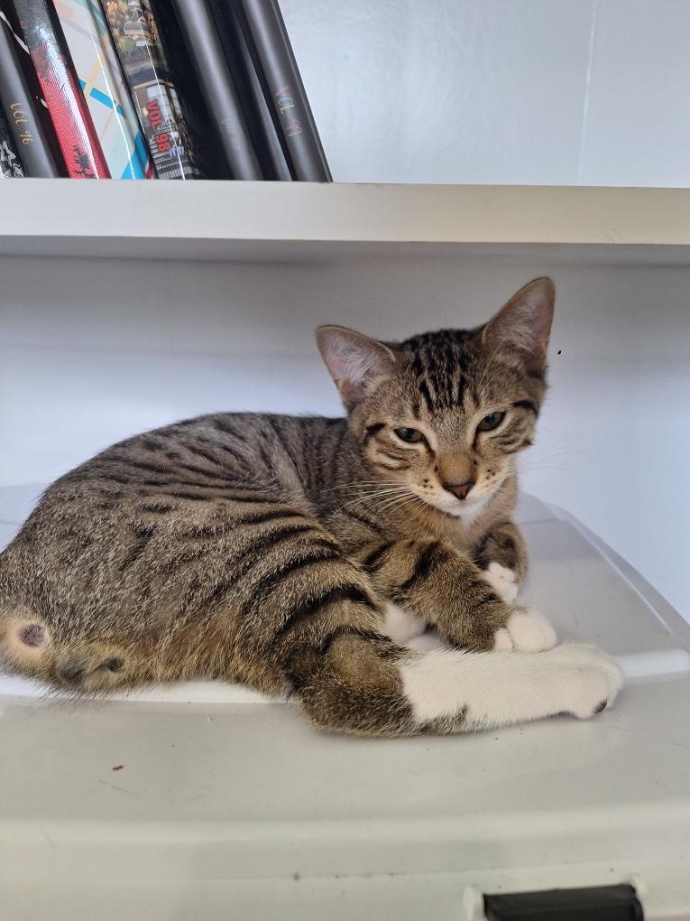 Enlarge Five, a Adopted mixed breed in Warwick , RI image 1/1