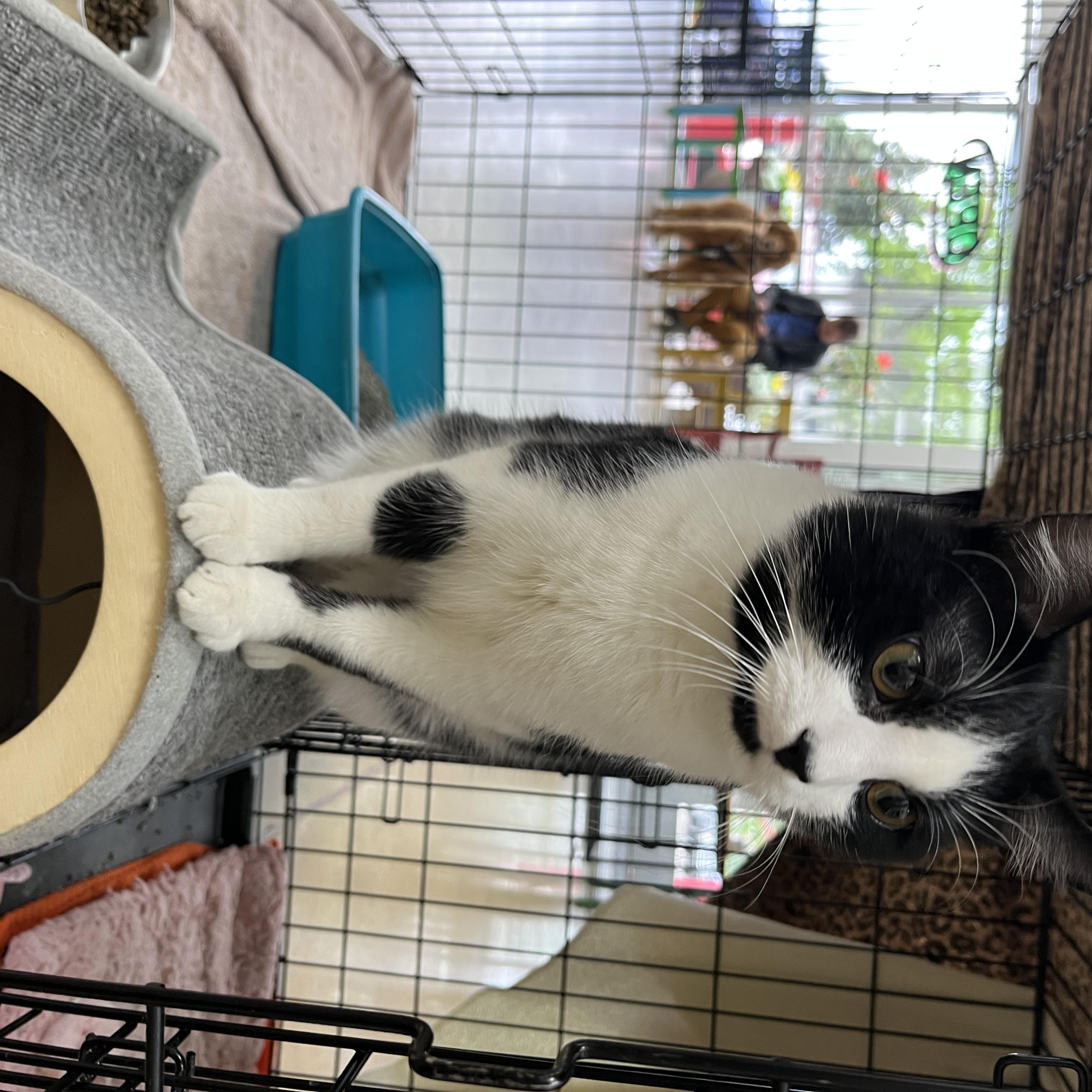 Pepe Le Pew, a Adopted Domestic Short Hair in Minneapolis, MN image 2/3