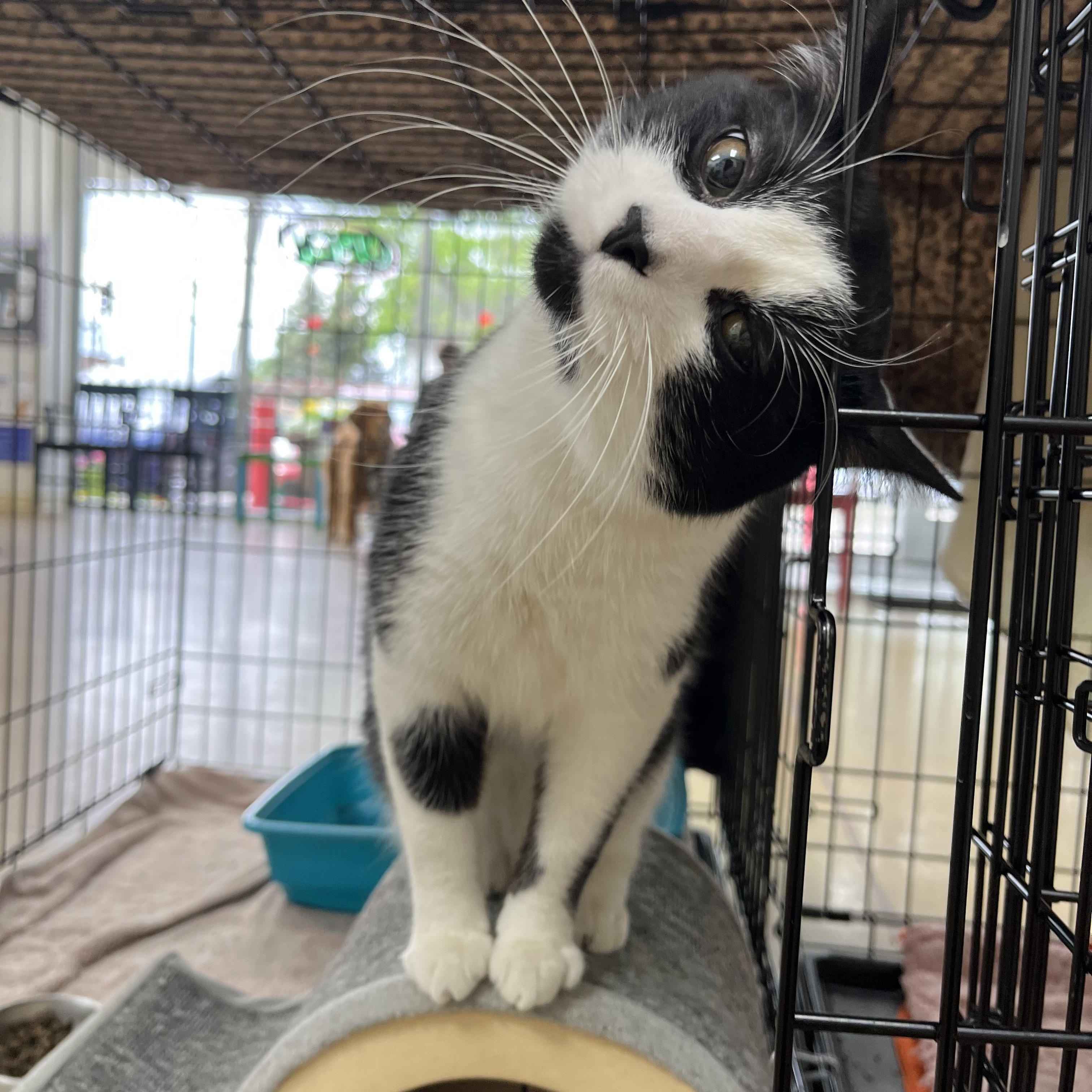 Pepe Le Pew, a Adopted Domestic Short Hair in Minneapolis, MN image 1/3