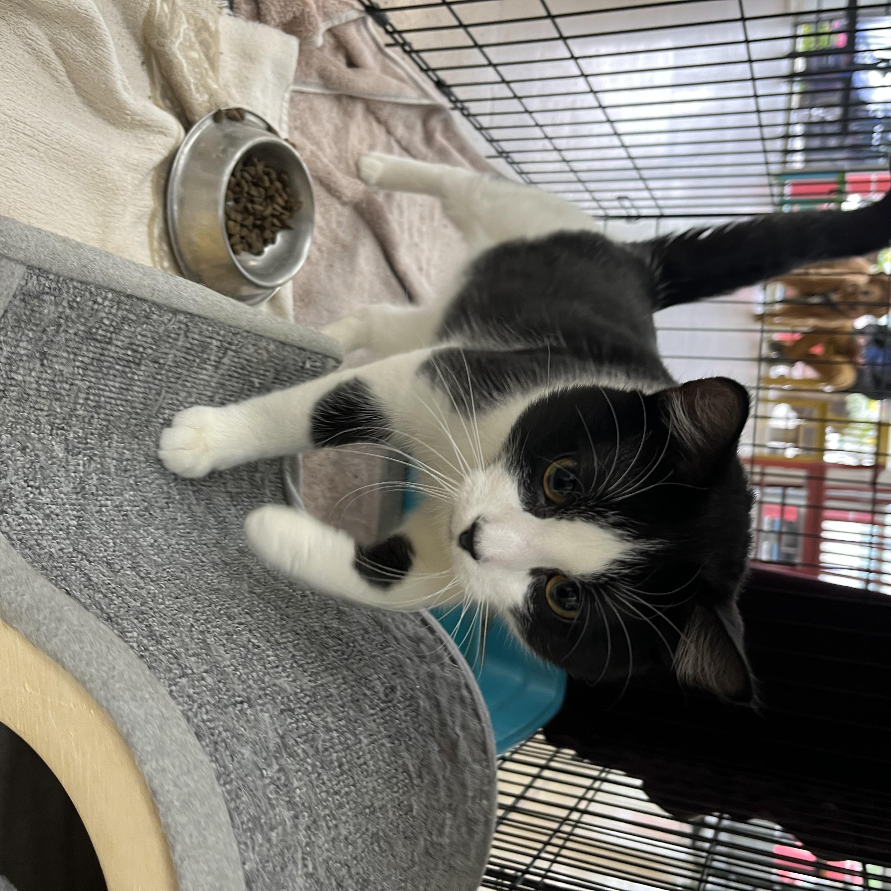 Pepe Le Pew, a Adopted Domestic Short Hair in Minneapolis, MN image 3/3