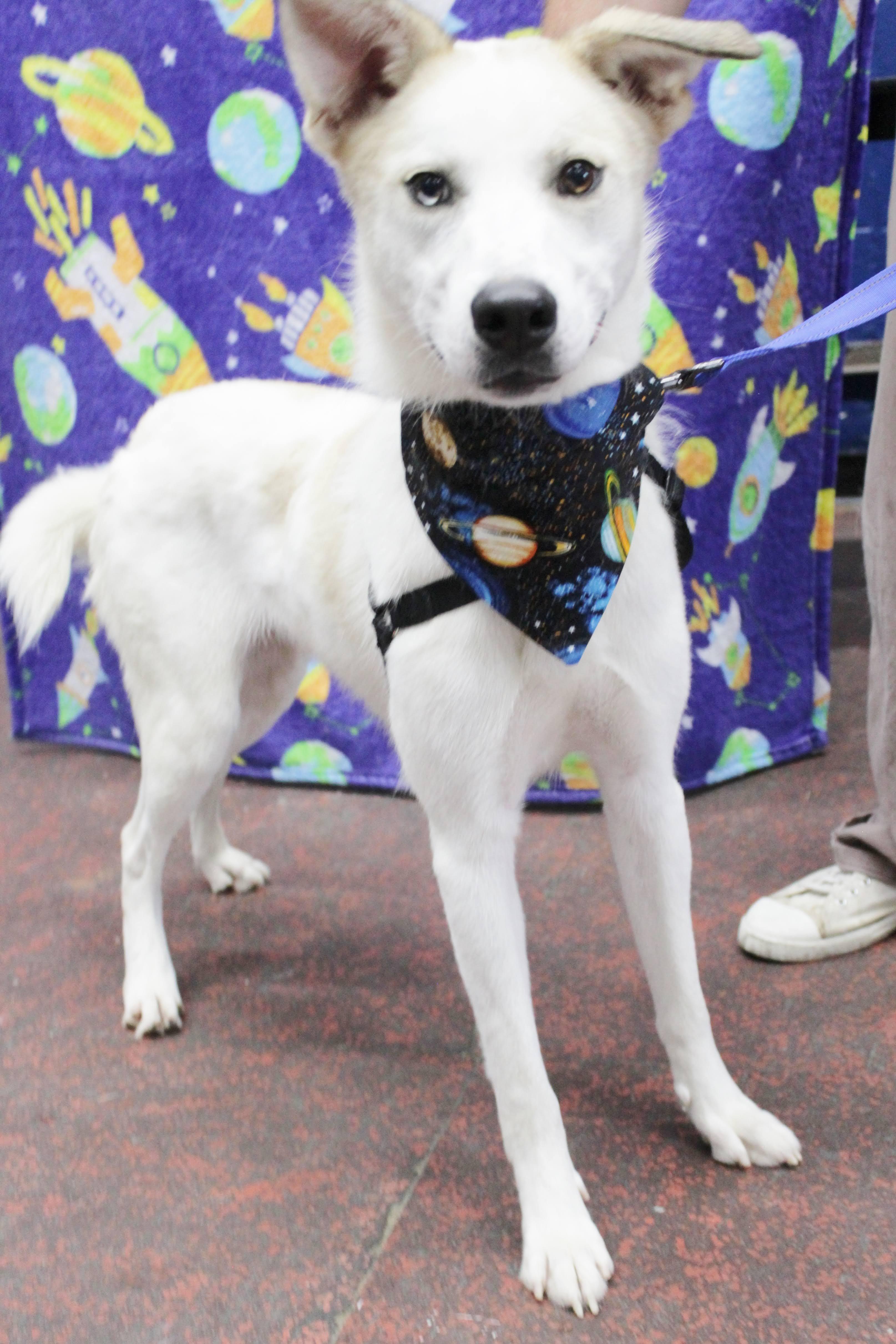 Enlarge Orion, a Adoptable mixed breed in Burgaw, NC image 1/1