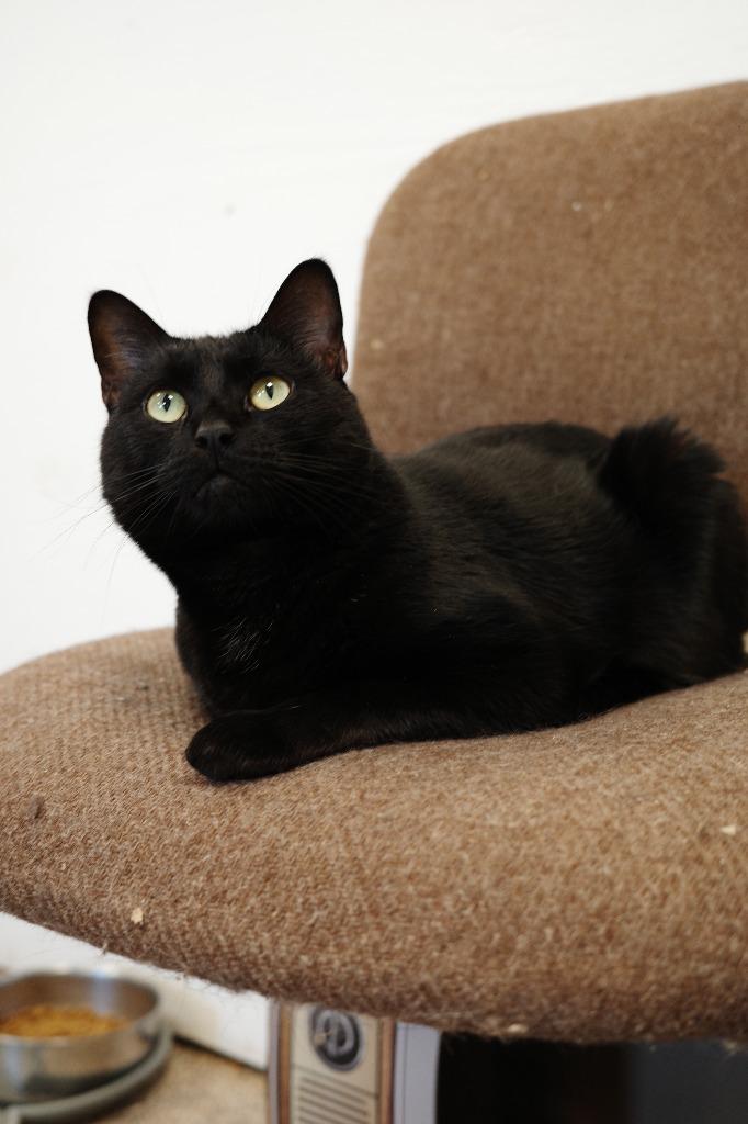 Ebony, Adoptable, Adult Female Domestic Short Hair.