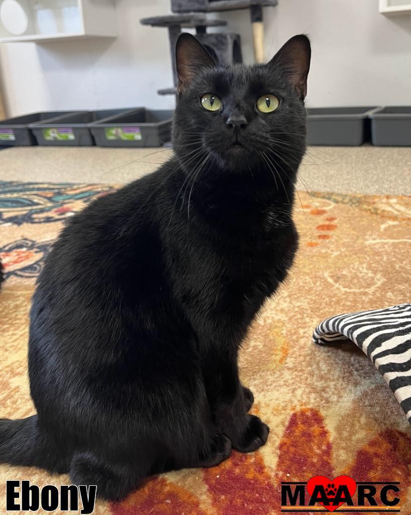 Enlarge Ebony, a Adoptable mixed breed in Maryville, TN image 2/4