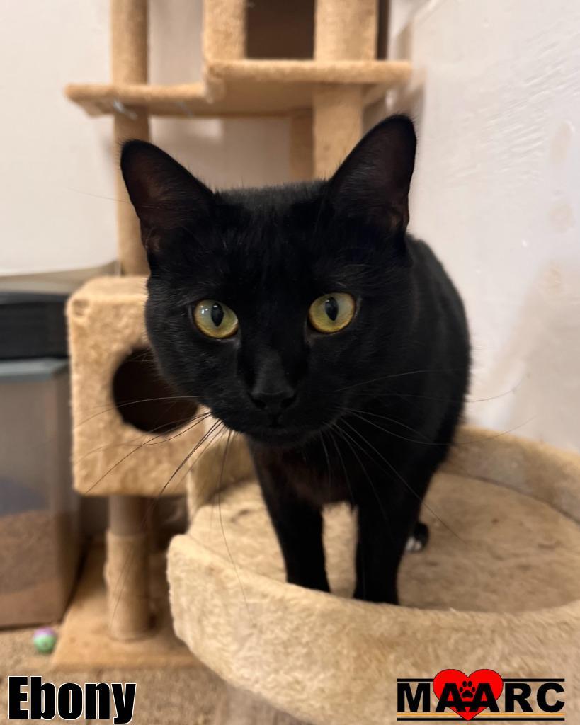 Enlarge Ebony, a Adoptable mixed breed in Maryville, TN image 3/4