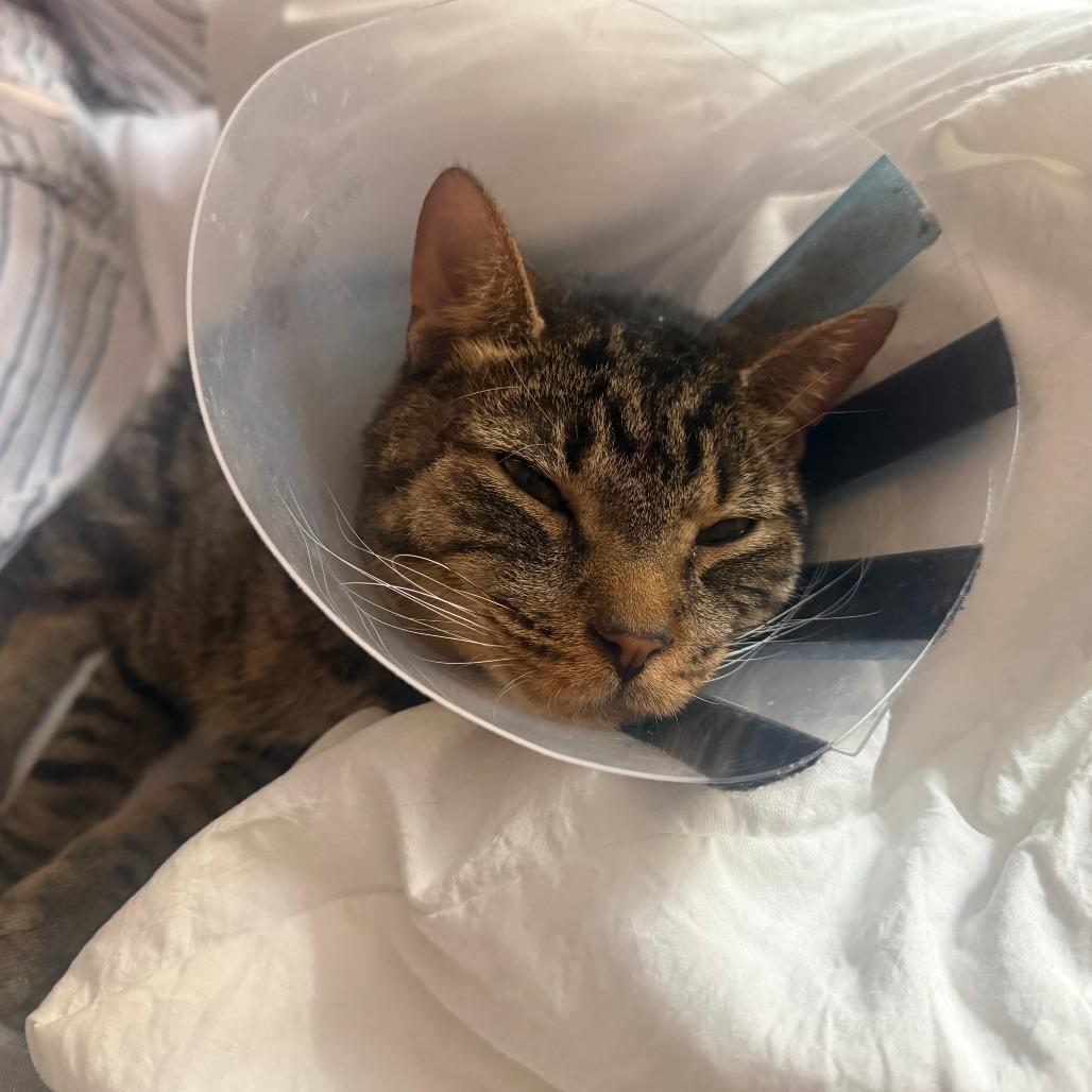 Wenlock, Adoptable, Adult Male Domestic Short Hair.