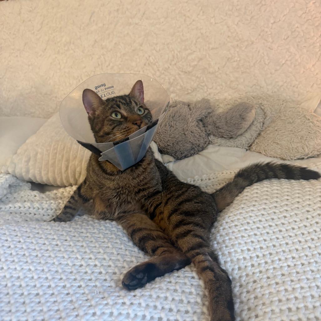 Enlarge Wenlock, a Adoptable Domestic Short Hair in New York, NY image 2/5