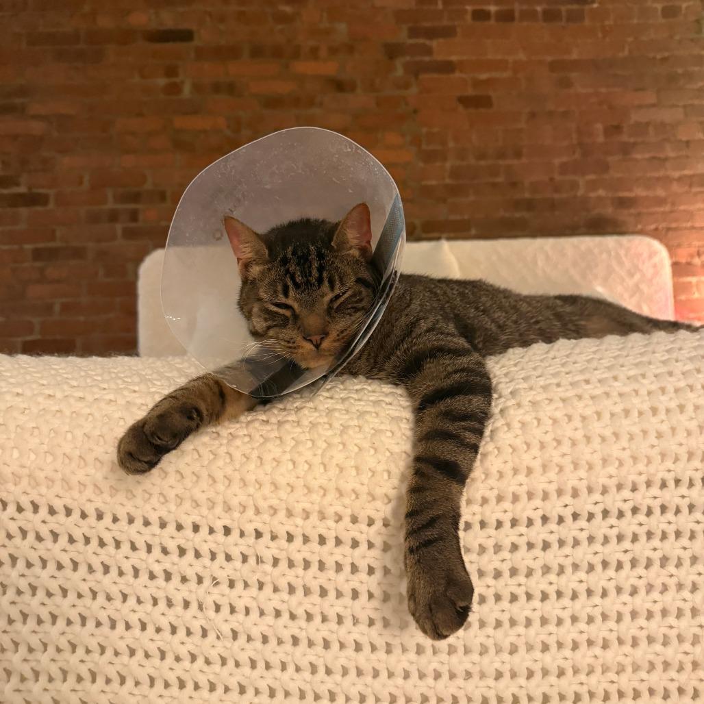 Enlarge Wenlock, a Adoptable Domestic Short Hair in New York, NY image 5/5