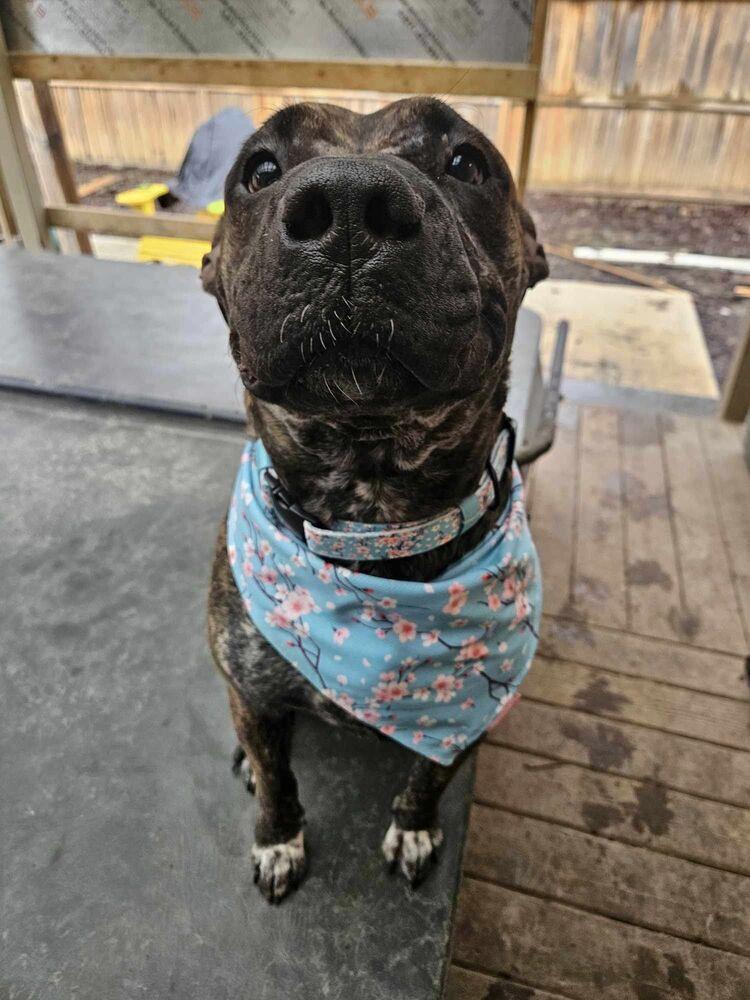 Vivian, Adoptable, Young Female American Bulldog & French Bulldog.