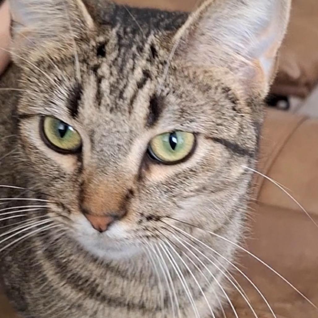 Binks, Adoptable, Adult Female Domestic Short Hair.