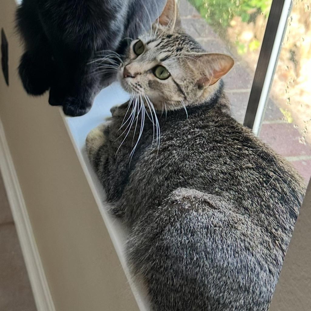 Binks, a Adoptable Domestic Short Hair in Katy, TX image 2/5