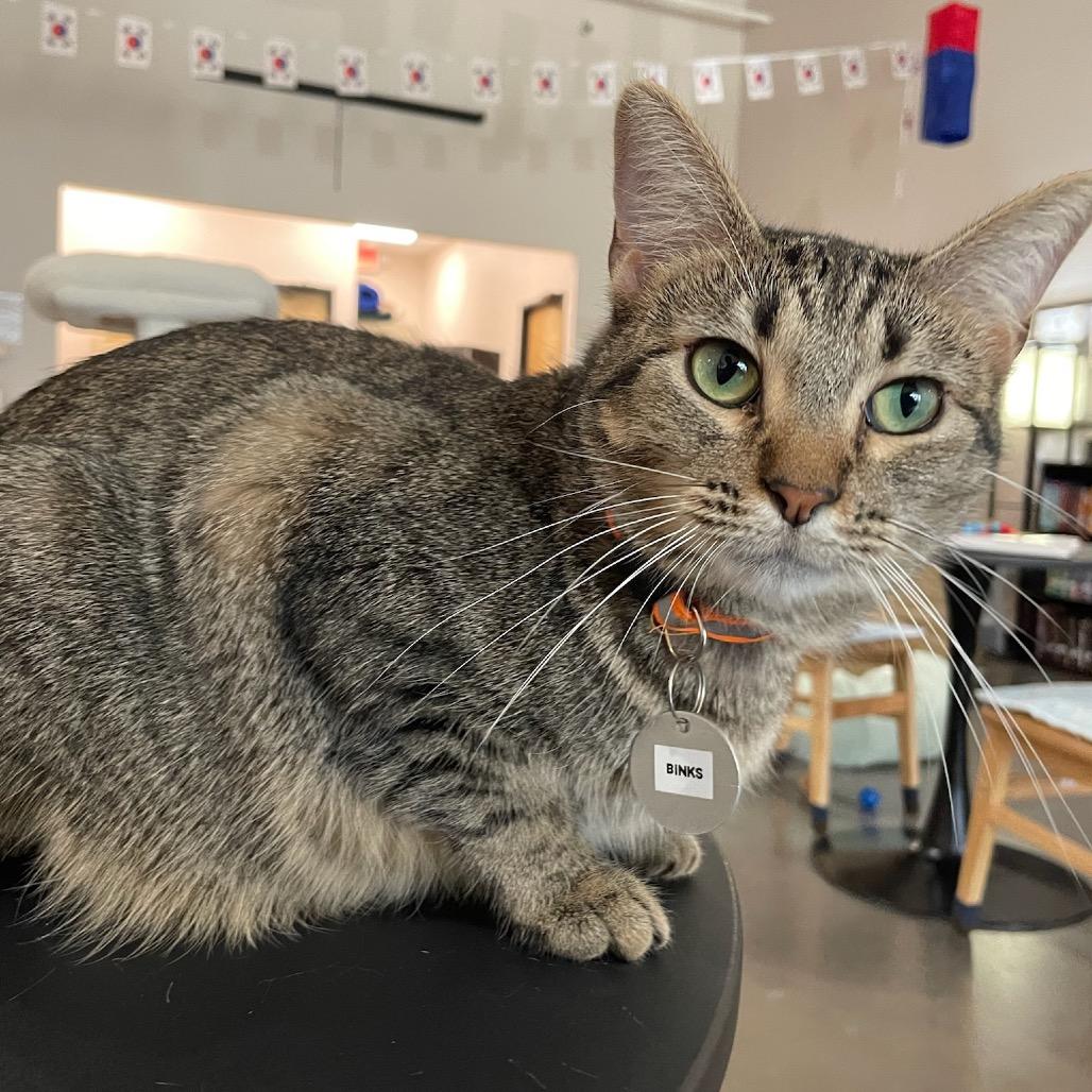 Binks, a Adoptable Domestic Short Hair in Katy, TX image 3/5