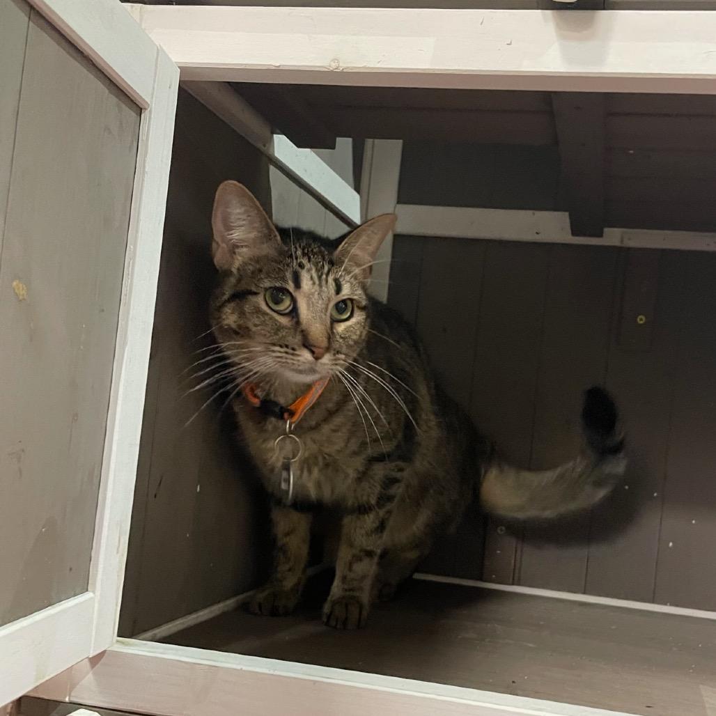 Binks, a Adoptable Domestic Short Hair in Katy, TX image 4/5