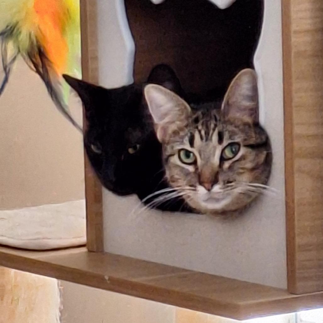 Binks, a Adoptable Domestic Short Hair in Katy, TX image 5/5