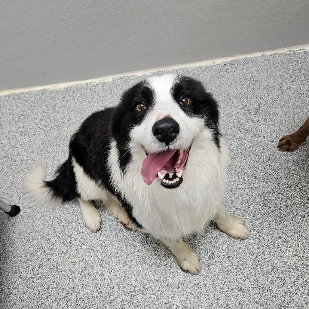 Ollie, an adopted mixed breed in Monticello, IA image 6/6