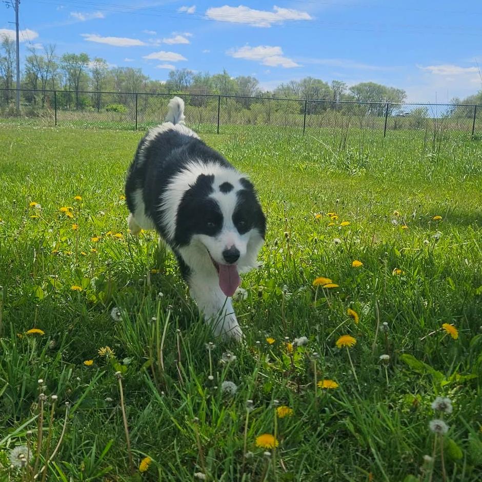 Ollie, an adopted mixed breed in Monticello, IA image 5/6