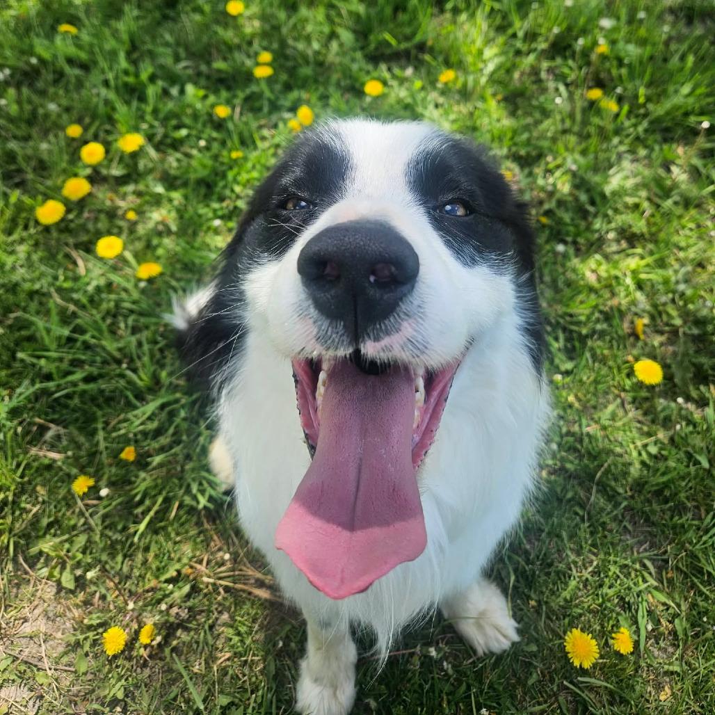Ollie, an adopted mixed breed in Monticello, IA image 4/6