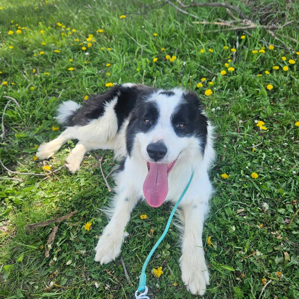 Ollie, an adopted mixed breed in Monticello, IA image 2/6