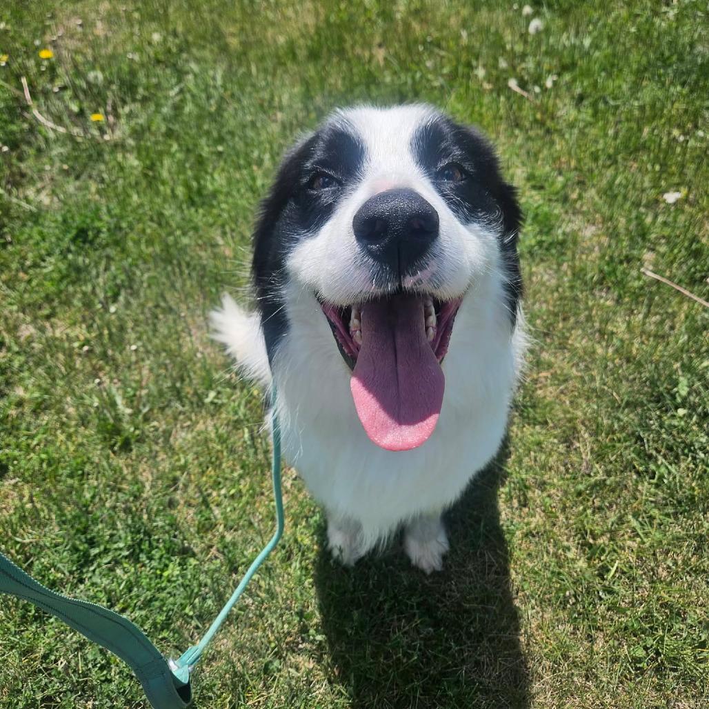 Ollie, adopted, Adult Male Border Collie & Australian Shepherd.