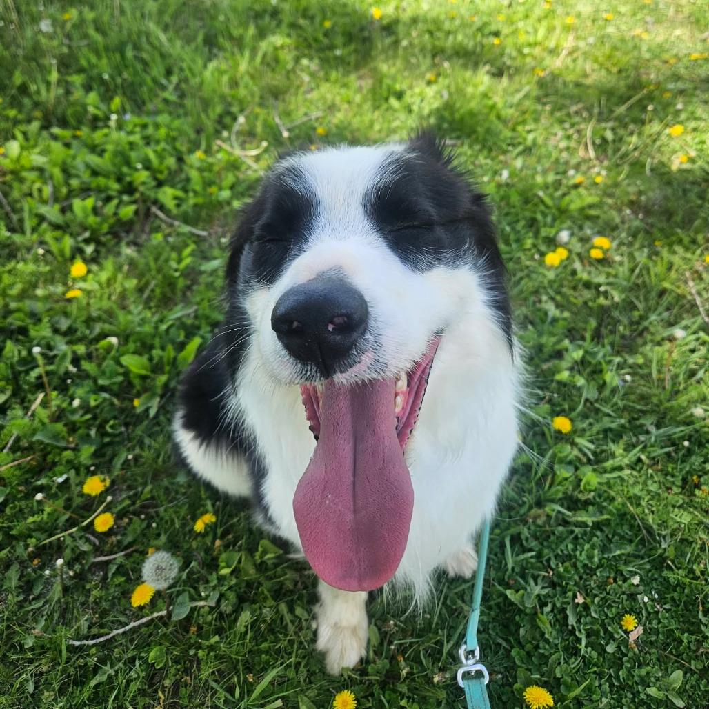 Ollie, an adopted mixed breed in Monticello, IA image 3/6