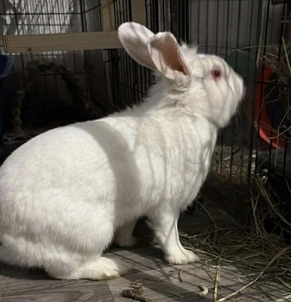 Enlarge Doodlebug, a Adoptable mixed breed in Kalamazoo, MI image 2/2