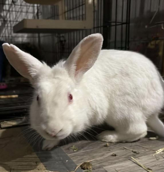 Doodlebug, Adoptable, Adult Female Bunny Rabbit & Lionhead.