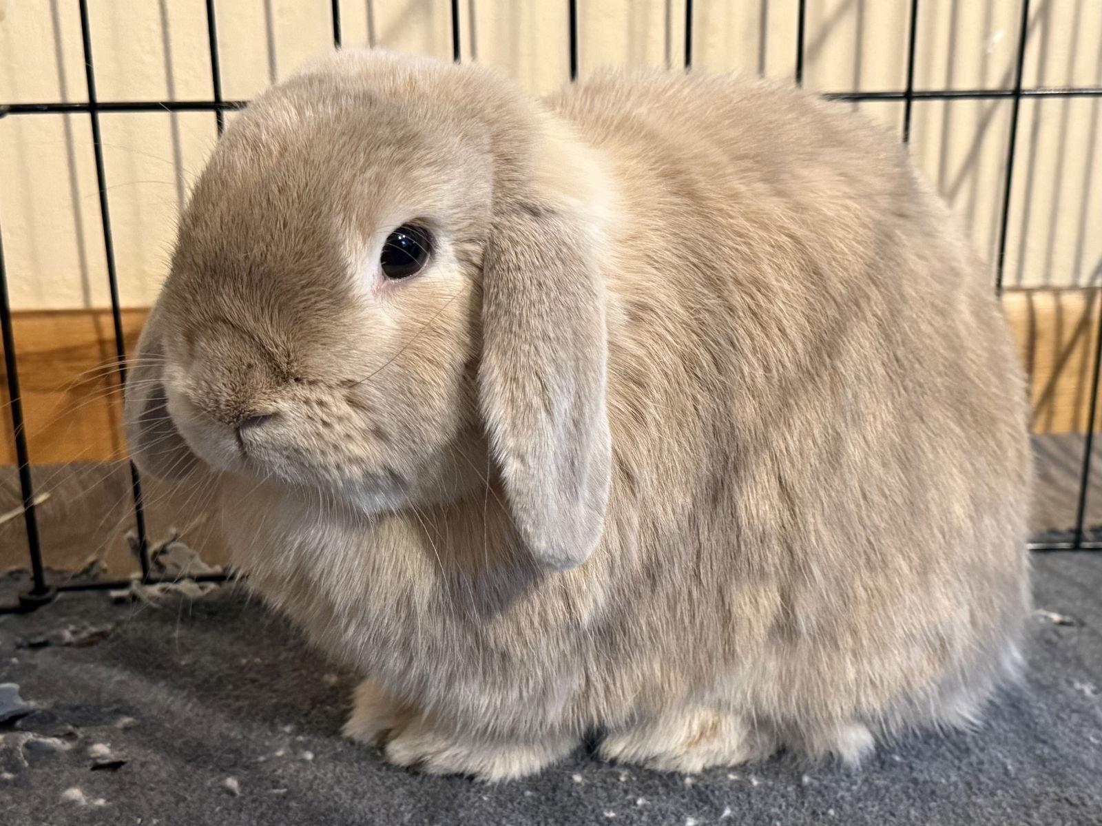 Enlarge Nev   *Bonded to Nessa, a Adoptable Mini Lop in Marshfield, WI image 2/2