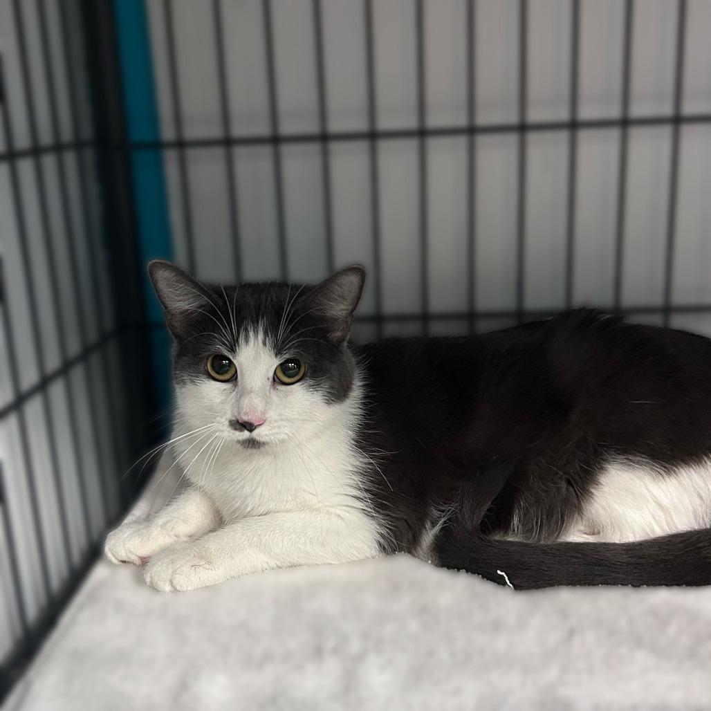 Donna Chang, Adoptable, Adult Female Domestic Short Hair.