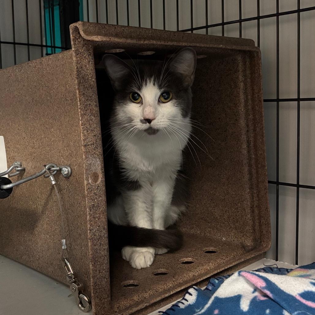 Donna Chang, a Adoptable Domestic Short Hair in Davenport, IA image 2/2