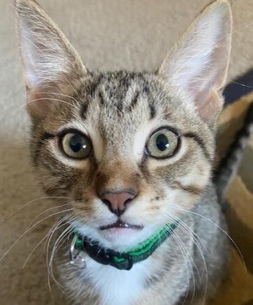 Enlarge Jimmy Choo, a Adoptable mixed breed in Richardson, TX image 1/6