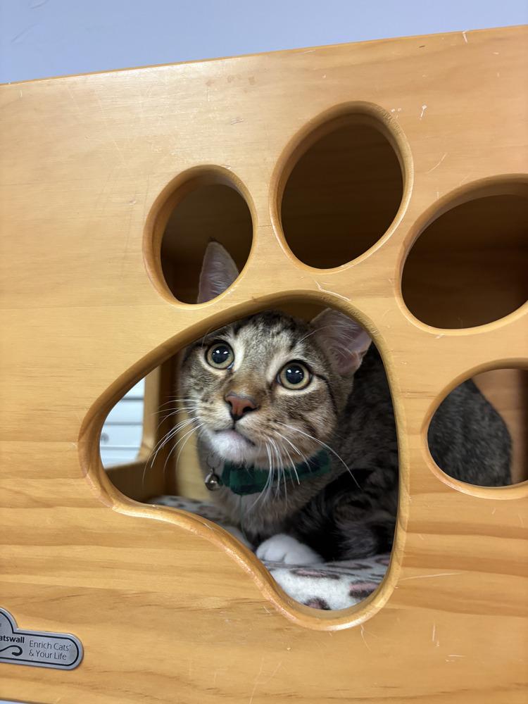 Enlarge Jimmy Choo, a Adoptable mixed breed in Richardson, TX image 2/6