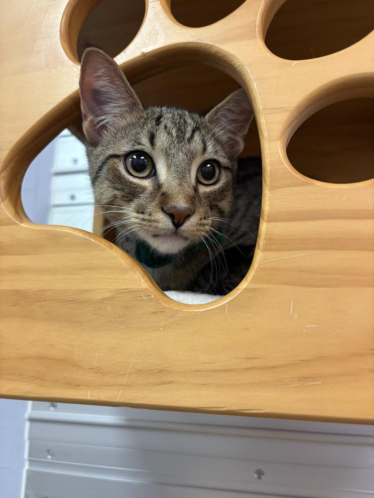 Enlarge Jimmy Choo, a Adoptable mixed breed in Richardson, TX image 3/6