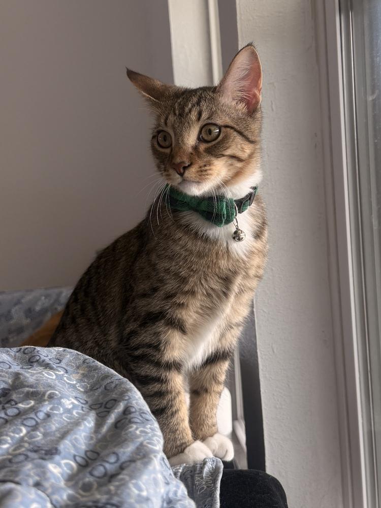 Enlarge Jimmy Choo, a Adoptable mixed breed in Richardson, TX image 4/6