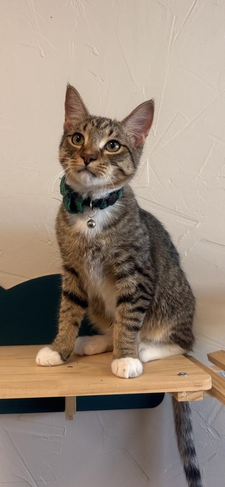 Enlarge Jimmy Choo, a Adoptable mixed breed in Richardson, TX image 4/6