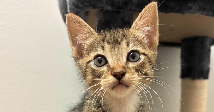 Enlarge Jimmy Choo, a Adoptable mixed breed in Richardson, TX image 3/6