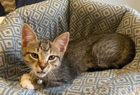 Enlarge Jimmy Choo, a Adoptable mixed breed in Richardson, TX image 4/6