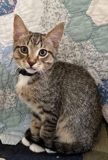 Enlarge Jimmy Choo, a Adoptable mixed breed in Richardson, TX image 5/6