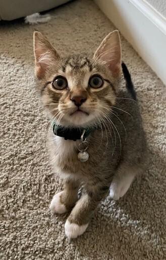 Enlarge Jimmy Choo, a Adoptable mixed breed in Richardson, TX image 6/6