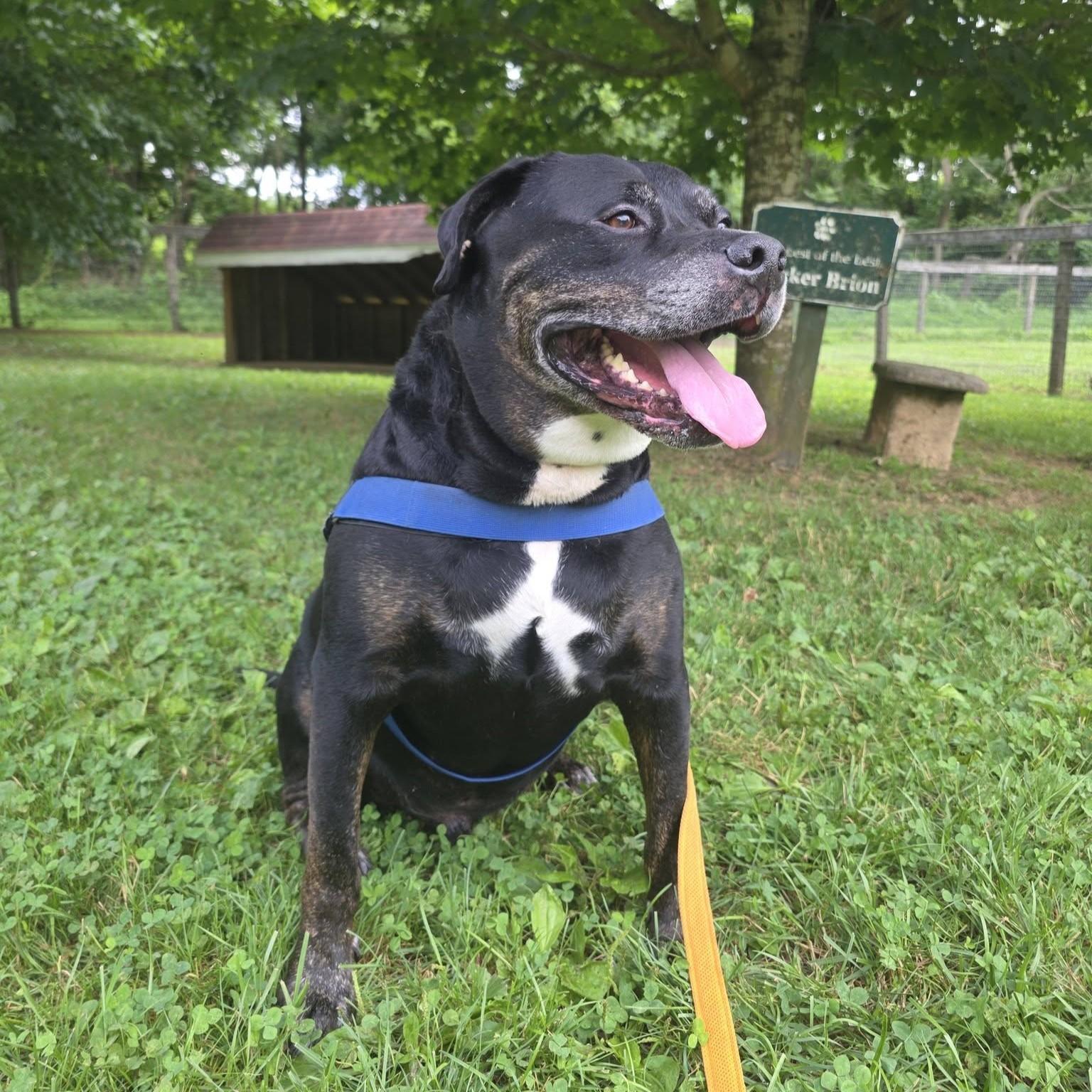 Boyers, an adoptable mixed breed in Phoenixville, PA image 2/6